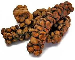 cibetková káva - trus z cebetky